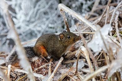 《火影忍者博人传：新忍出击》新增少年我爱罗